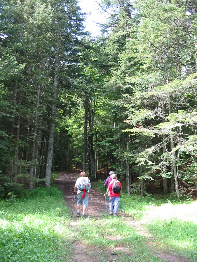 Promenade en forêt