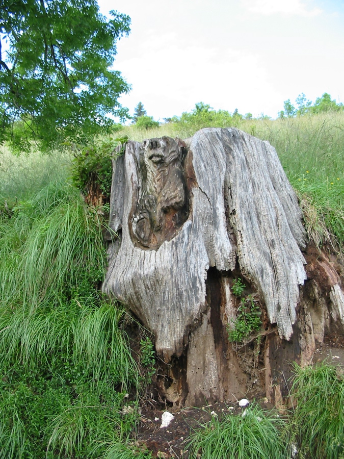 Ours sculpté