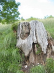 Ours sculpté