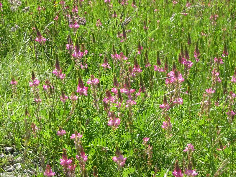 20/6 balade parmi les fleurs
