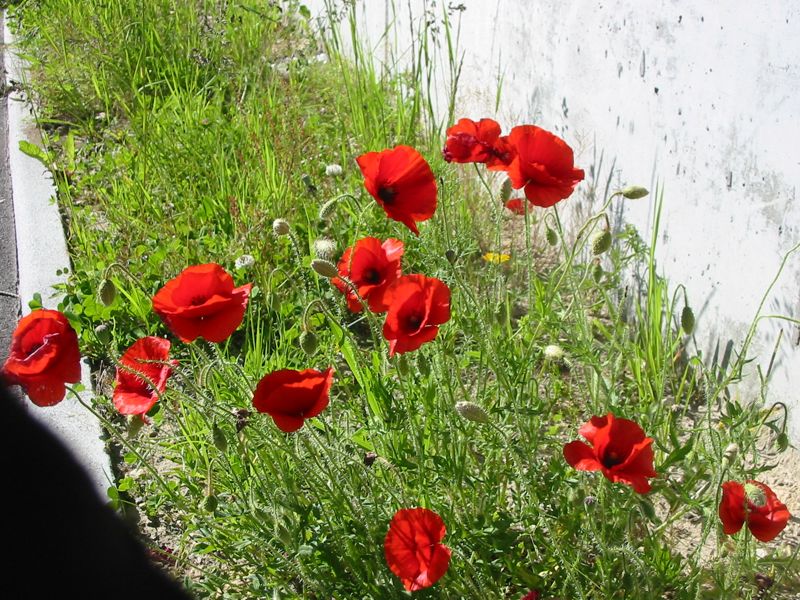 20/6 balade parmi les fleurs