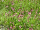 20/6 balade parmi les fleurs