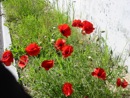 20/6 balade parmi les fleurs