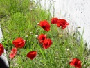 20/6 balade parmi les fleurs