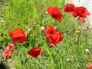20/6 balade parmi les fleurs
