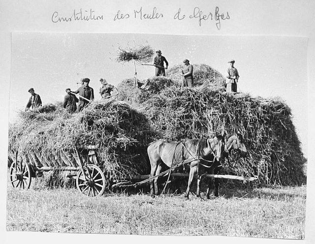 56-60 PL  07 meule cheval