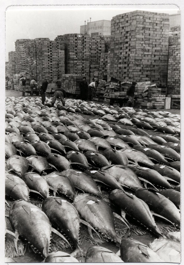068 Poissons péchés au port voisin