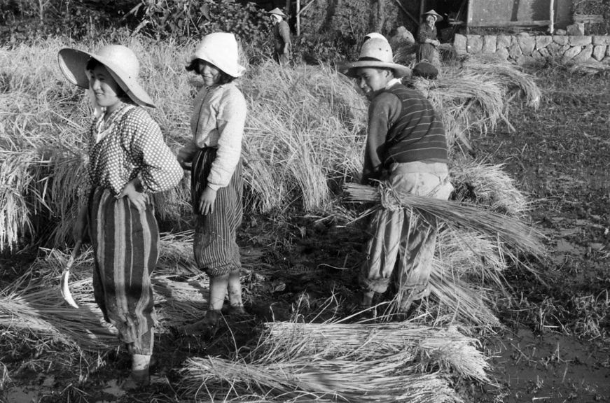 082 Moissons familiales de riz, à la main