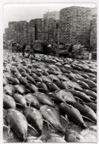 068 Poissons péchés au port voisin