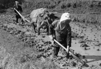 083 Dur travail dans la rizière